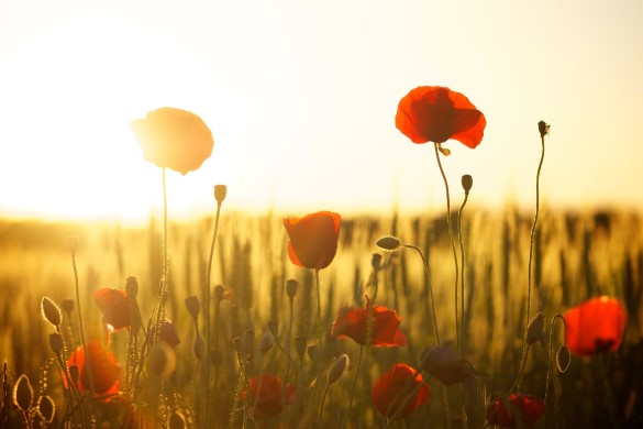 sommarblommor.jpg